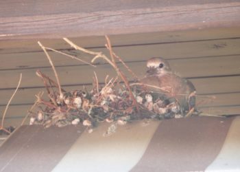 Comment s'appelle le bébé de la fourmi ?