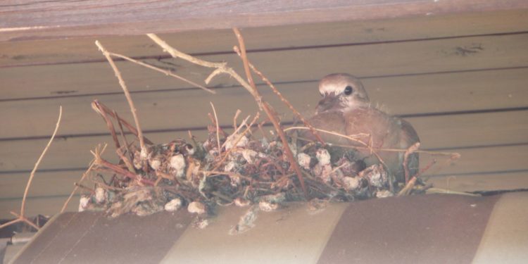 Comment s'appelle le bébé de la fourmi ?