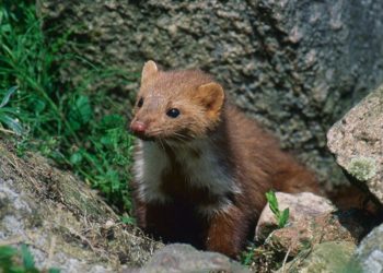 Quel est le prédateur de la fouine ?