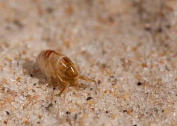 Comment éliminer les puces dans une maison remède de Grand-mère ?