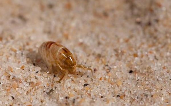 Comment éliminer les puces dans une maison remède de Grand-mère ?