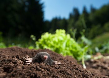 Pourquoi les taupes ne voient pas ?