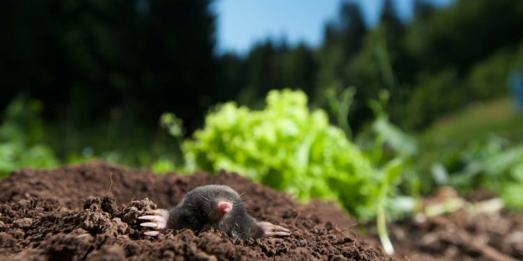 Pourquoi les taupes ne voient pas ?