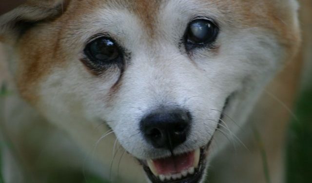 Comment un chien devient épileptique ?