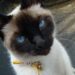 Comment faire pour que mon chat soit plus calme ?