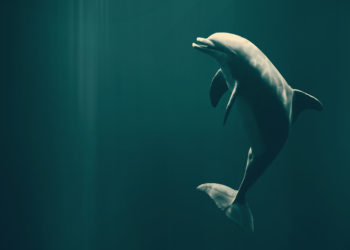 Pourquoi le dauphin Émet-il des sons avec son sonar ?