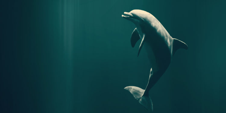 Pourquoi le dauphin Émet-il des sons avec son sonar ?