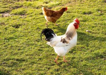 Est-ce que le papillon est un animal ?