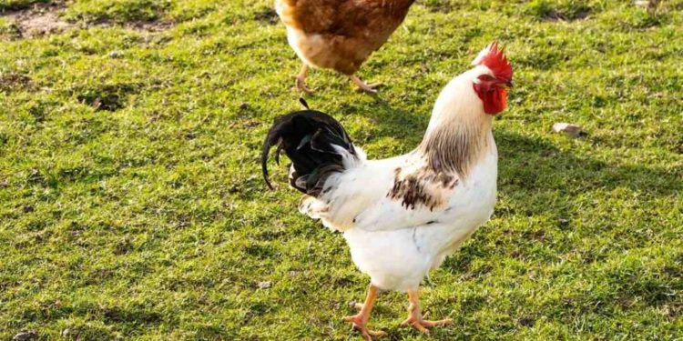 Est-ce que le papillon est un animal ?