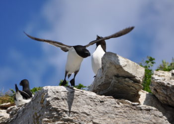Est-ce que les pingouins savent voler ?
