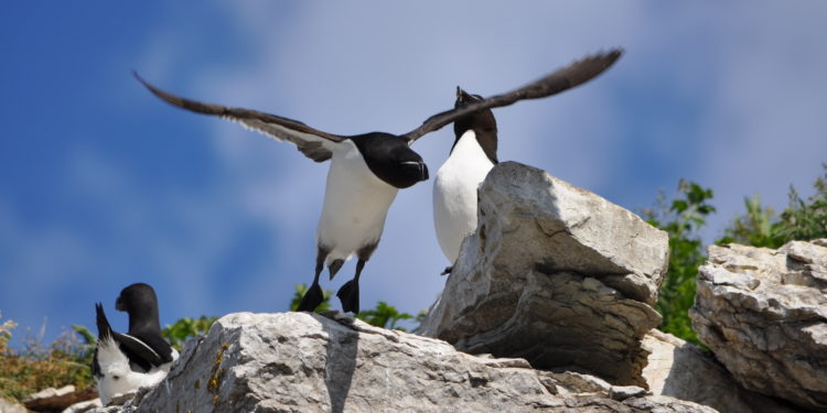 Est-ce que les pingouins savent voler ?