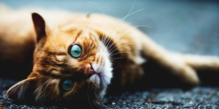 Comment soigner une gastrique chez un chat ?