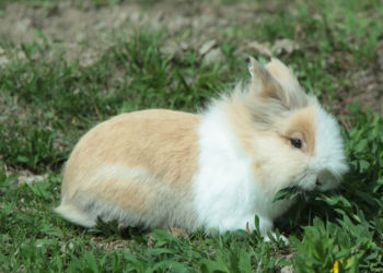 Comment promener son lapin nain ?