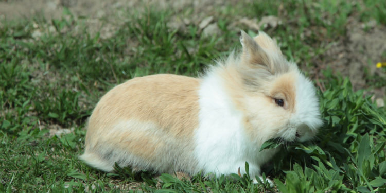 Comment promener son lapin nain ?