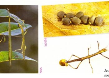 Comment se passe la reproduction asexuée ?