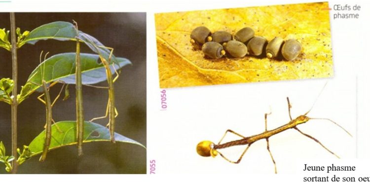 Comment se passe la reproduction asexuée ?