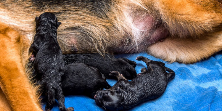 Comment les animaux donnent naissance ?