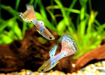 Comment les poissons Guppy font l'amour ?