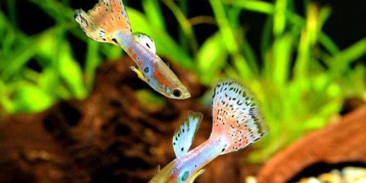 Comment les poissons Guppy font l'amour ?