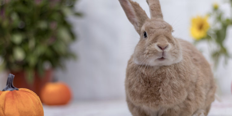 Quelle est la durée de vie d'un asticot ?