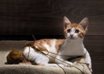 Quel médicaments pour les boules de poils du chat ?