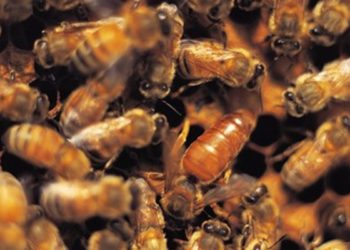 Quand tuer la reine des abeilles ?