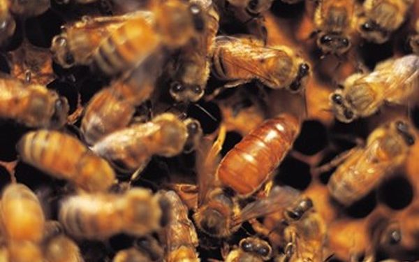 Quand tuer la reine des abeilles ?