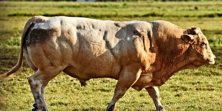 Quelle est la différence entre un bœuf et un taureau ?