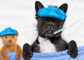 Comment calmer la toux du chenil ?