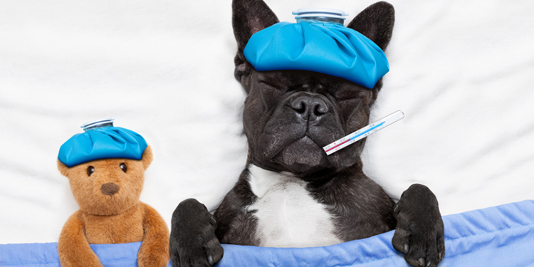 Comment calmer la toux du chenil ?