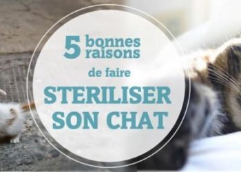 Est-ce qu'un chat castré peut avoir une erection ?