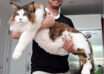 Quel est le féminin de chat ?