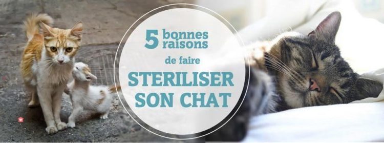 Est-ce qu'un chat castré peut avoir une erection ?