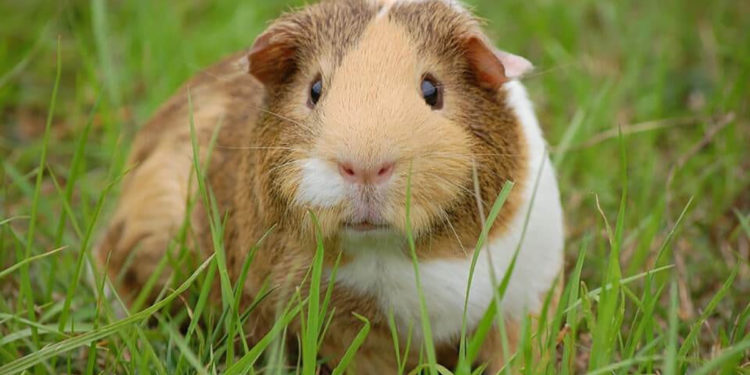 Comment s'occuper d'un bébé cochon d'Inde ?