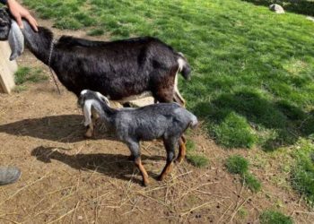 Qui est le bébé de la chèvre ?