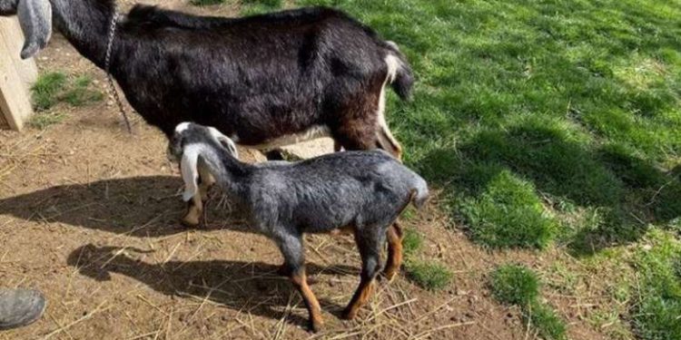 Qui Est Le Bebe De La Chevre