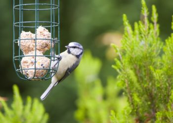Est-il interdit de donner à manger aux oiseaux ?