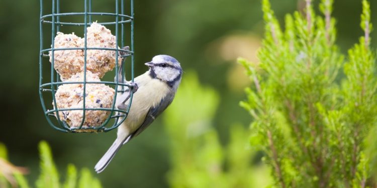 Est-il interdit de donner à manger aux oiseaux ?