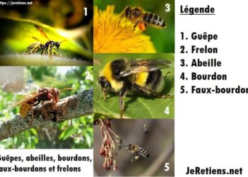 Quelle différence entre le bourdon et le Faux-bourdon ?