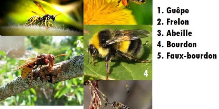 Quelle différence entre le bourdon et le Faux-bourdon ?