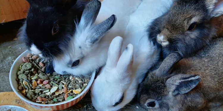 Comment nourrir un bébé lapin nain ?