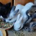 Comment nourrir un bébé lapin nain ?