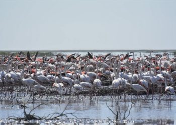 Comment les lapines font leur nid ?