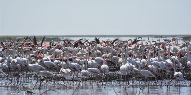 Comment les lapines font leur nid ?