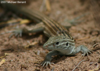Quel animal peut se reproduire tout seul ?