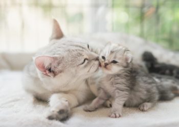 Comment finir le sevrage d'un chaton ?