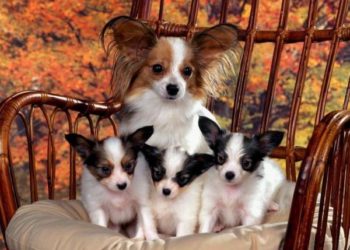 Quand un chiot peut quitter sa mère ?