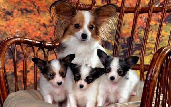 Quand un chiot peut quitter sa mère ?