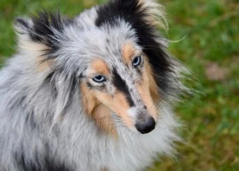 Comment savoir si la chienne est prête pour l'accouplement ?