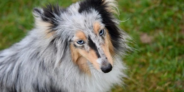 Comment savoir si la chienne est prête pour l'accouplement ?